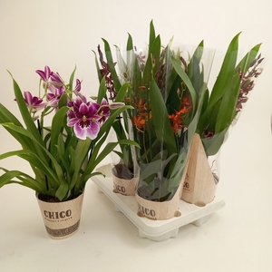 Orchids mix 12Ø 45cm 4st