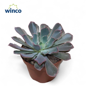 Echeveria Neonbreaker