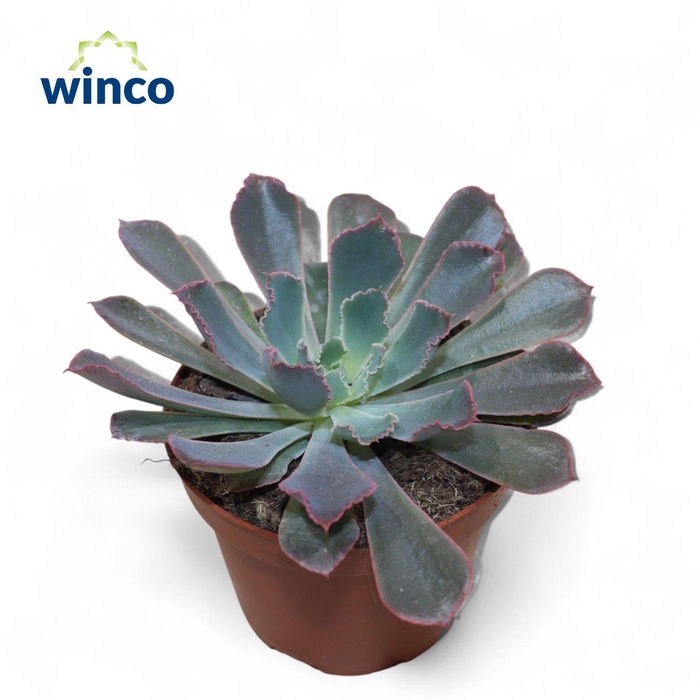 <h4>Echeveria Neonbreaker</h4>