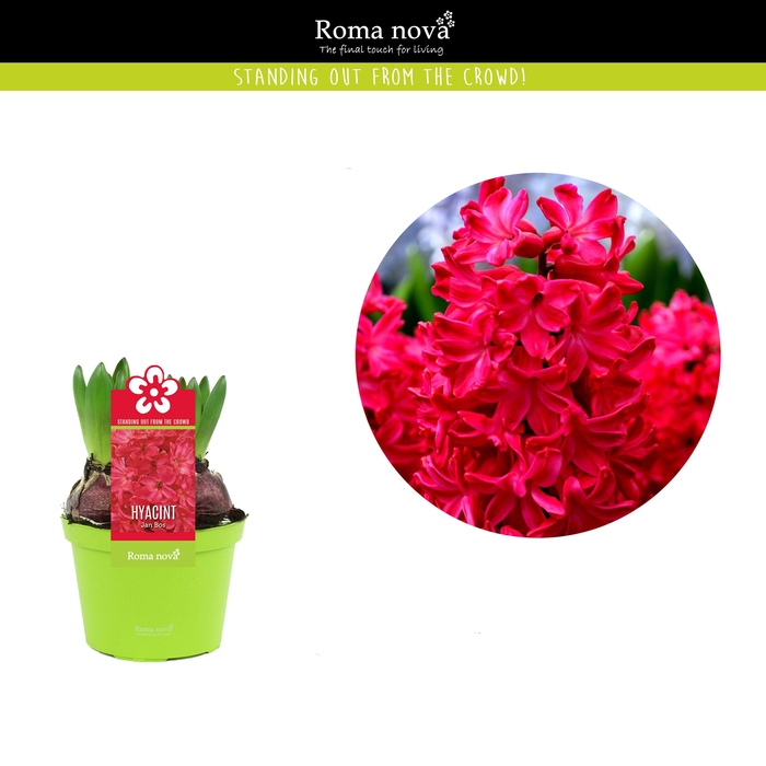 <h4>Hyacint Jan Bos 12cm</h4>