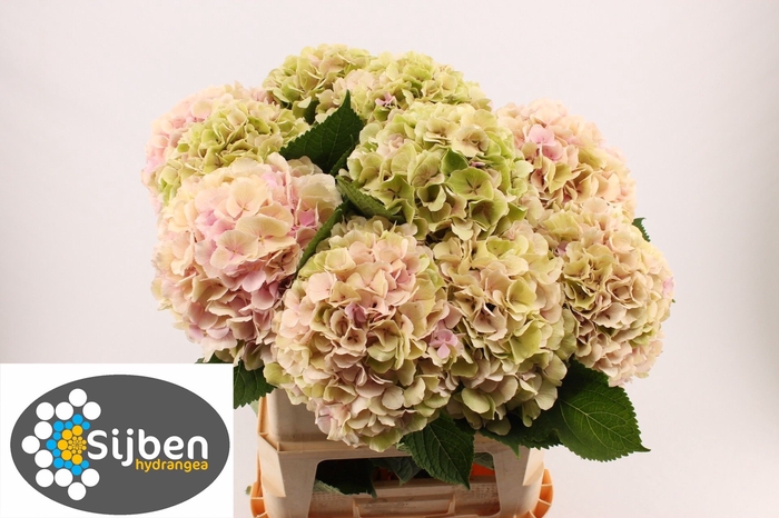 <h4>HYDR M CH VERENA CL</h4>