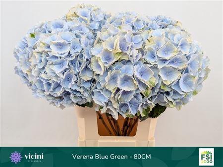 <h4>Hydr M Ch Verena Bl</h4>