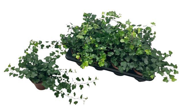 <h4>HEDERA WONDER P13</h4>