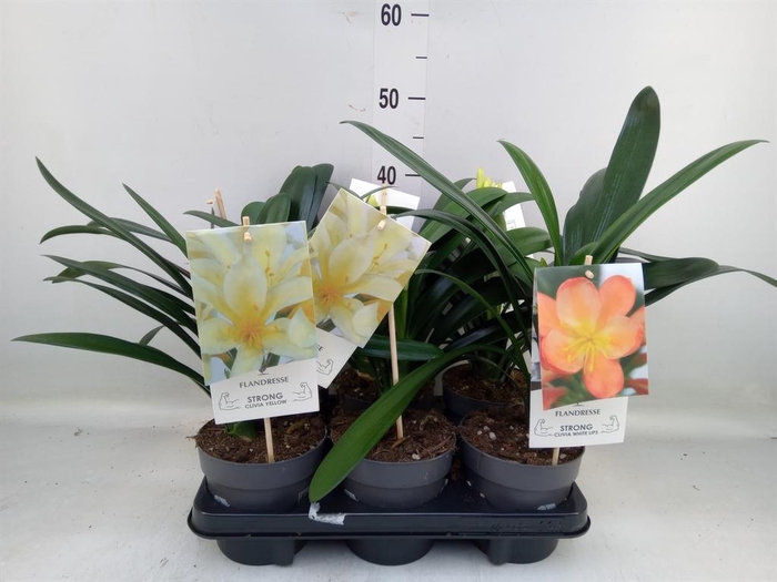 <h4>Clivia   ...mix</h4>