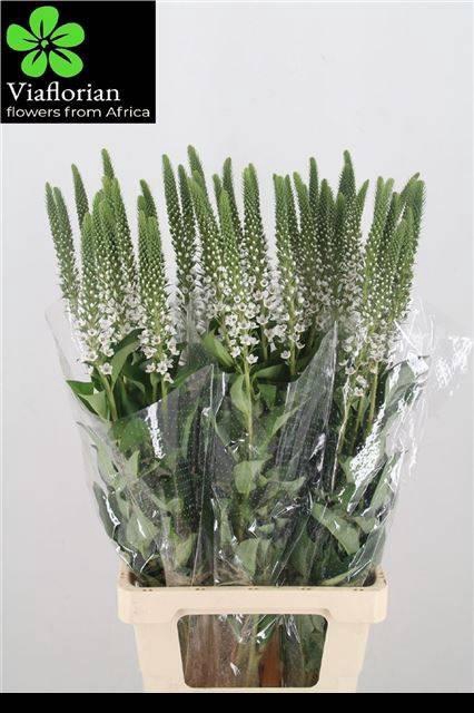 <h4>LYSIM CLETHROIDES</h4>