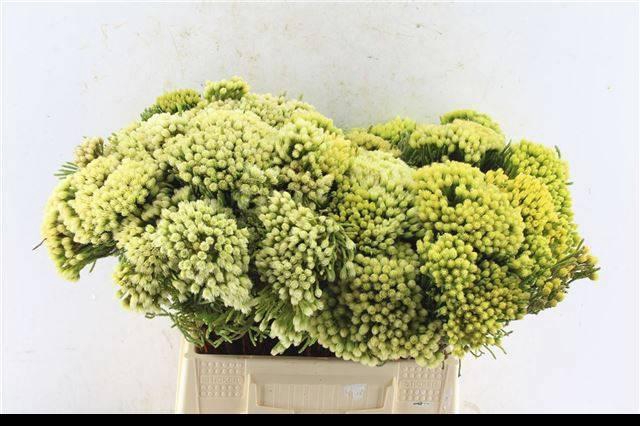 <h4>BRUN PALEACEA</h4>