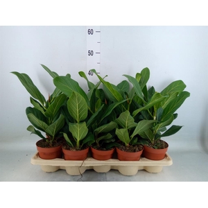 Ficus benghalensis 'Audrey'