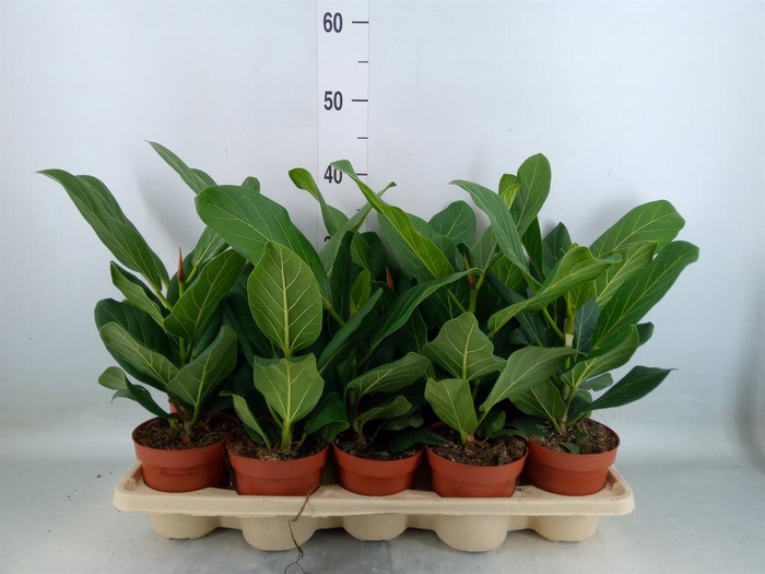 <h4>Ficus benghalensis 'Audrey'</h4>