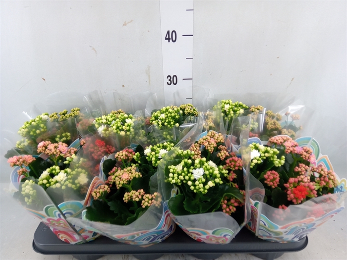 <h4>Kalanchoe blos.   ..rosebud mix/pot</h4>