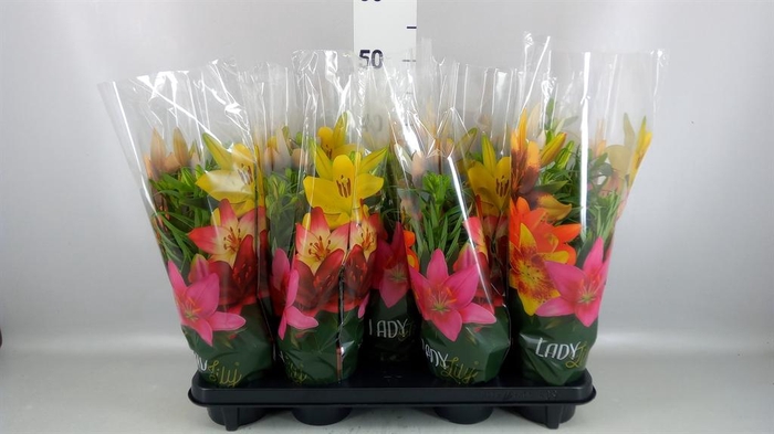 <h4>Lilium asia. 'Tiny Ghost'</h4>