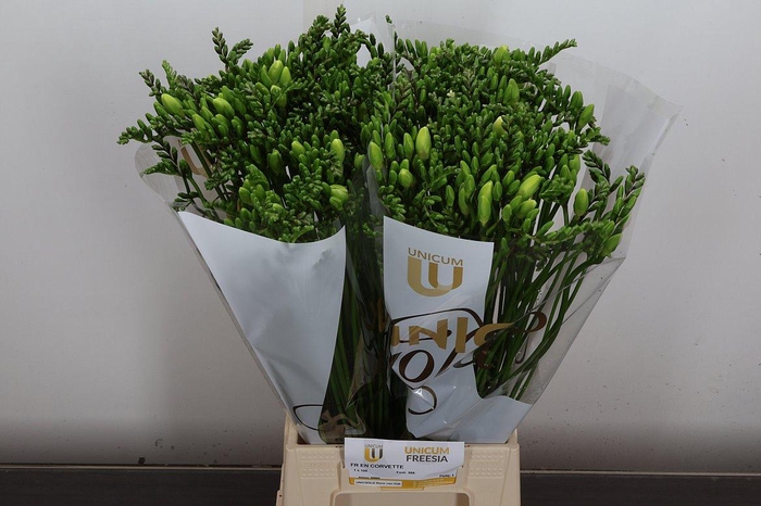 <h4>Fr En Corvette</h4>