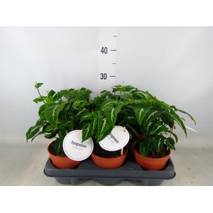 Syngonium   ...