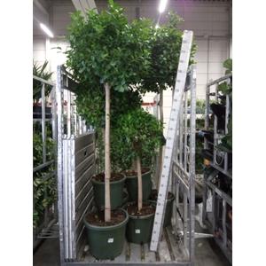 Ficus microcarpa 'Moclame'