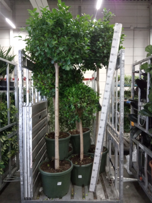 <h4>Ficus microcarpa 'Moclame'</h4>