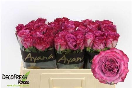 <h4>R Gr Garcia+</h4>