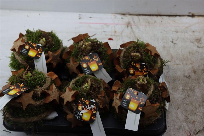 <h4>Arr Hipp Mosbol Star Natural Lights Mo-02</h4>