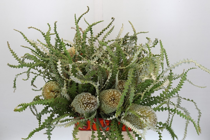 Banksia Speciosa