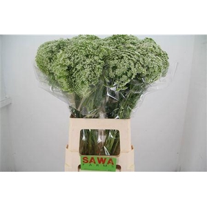 Ammi Visnaga