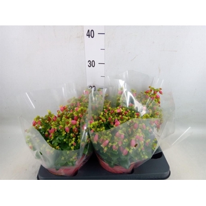 Kalanchoe HG 'Dream Bells'