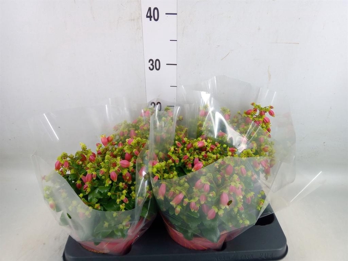 <h4>Kalanchoe HG 'Dream Bells'</h4>