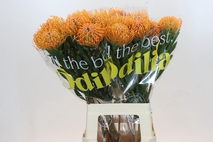 <h4>Nutans Ayoba Peach</h4>