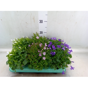 Campanula   ...