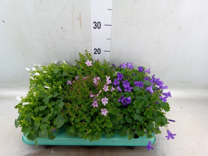<h4>Campanula   ...</h4>