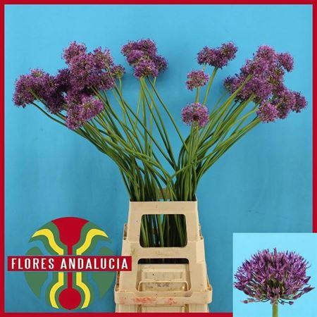 <h4>Allium Gladiator Artistiek</h4>