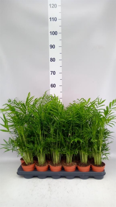 <h4>Chamaedorea elegans</h4>
