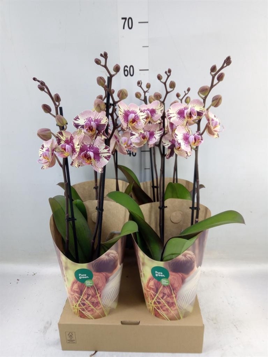 <h4>Phalaenopsis   ...lilac</h4>