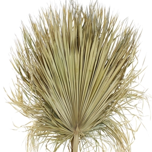 Dried Palm Spear Washingtonia Natural