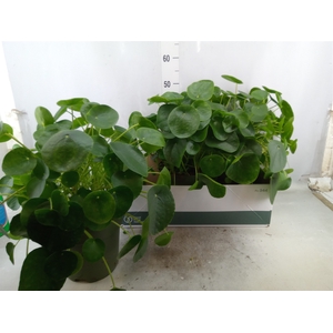 Pilea peperomoides