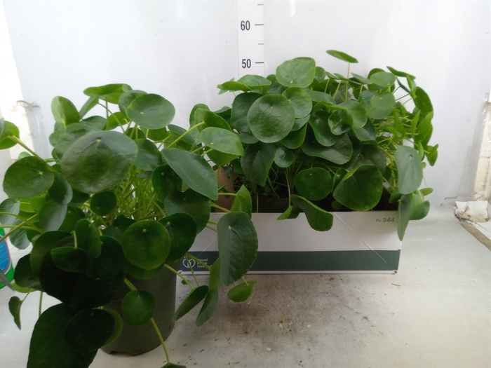 <h4>Pilea peperomoides</h4>