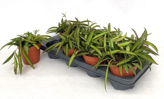 <h4>HOYA WAYETII</h4>