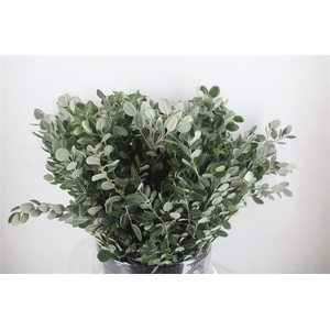 Pittosp Ralphi Leaves 400gr P Bunch