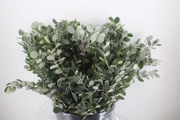 <h4>Pittosp Ralphi Leaves 400gr P Bunch</h4>