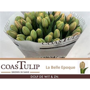 Tu [coas] Du Belle Epoque