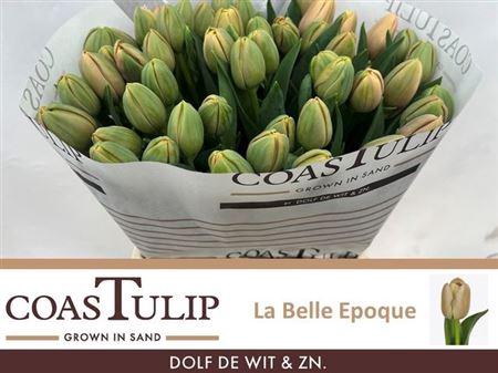 <h4>Tu [coas] Du Belle Epoque</h4>