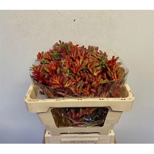 ANIGOZANTHOS RAMPAGING ROY SLAVEN