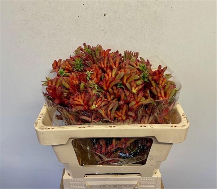 <h4>ANIGOZANTHOS RAMPAGING ROY SLAVEN</h4>