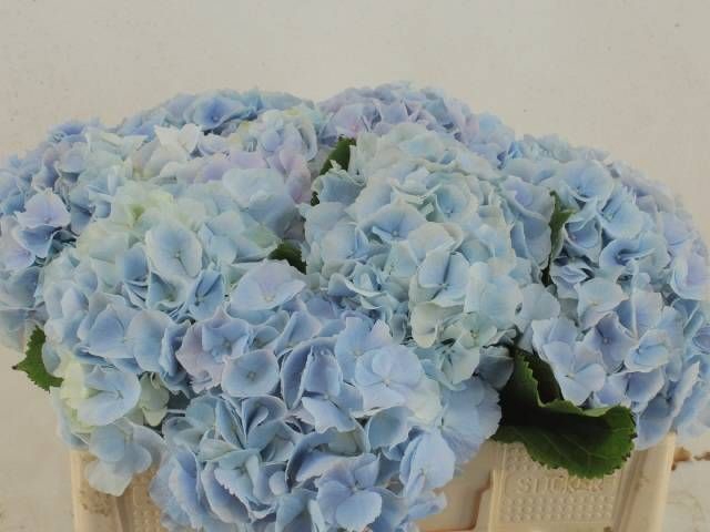 <h4>HYDR M CH VERENA BL</h4>