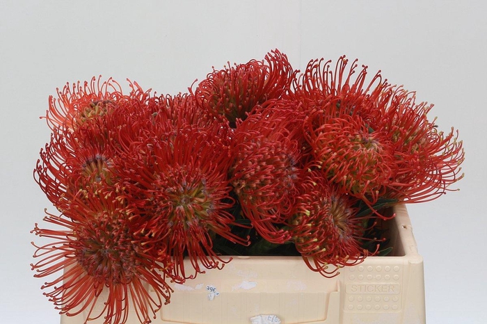 <h4>Nutans Succession</h4>