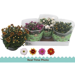 Chrysanthemum Indicum mix 23Ø 25cm 7pp