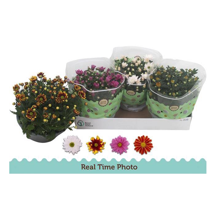 <h4>Chrysanthemum Indicum mix 23Ø 25cm 7pp</h4>