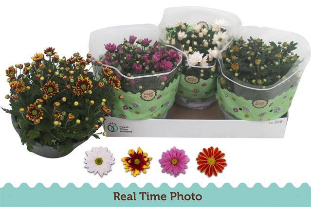 Chrysanthemum Indicum mix 23Ø 25cm 7pp