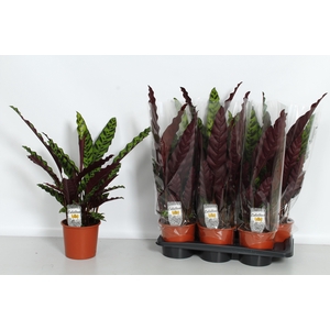 CALAT LANCIFOLIA