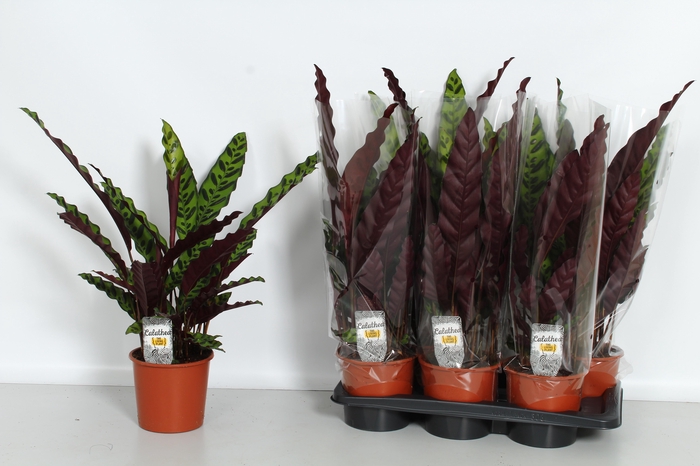 <h4>CALAT LANCIFOLIA</h4>
