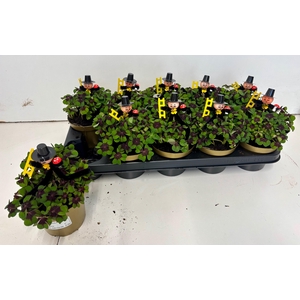 OXALIS DEPPEI