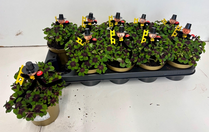 <h4>OXALIS DEPPEI</h4>