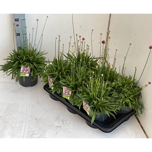 ARME PS BALLERIN RED